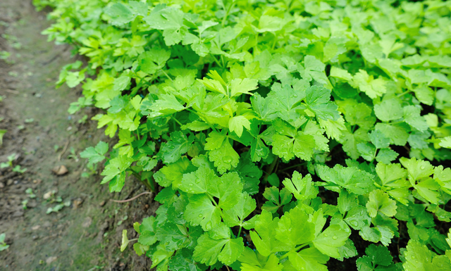 现在还能露天种香菜？两步轻松完成香菜种植，一个月就能收获