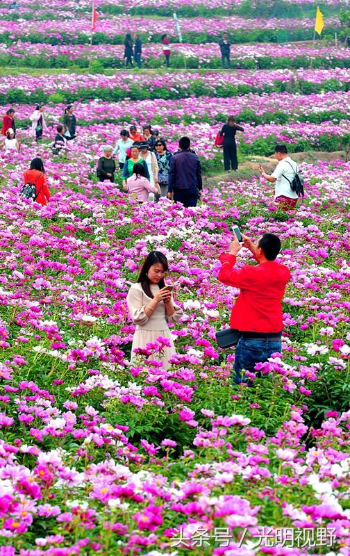 四川中江：大面积种植芍药，上赏花、下卖药，群众增收2亿元