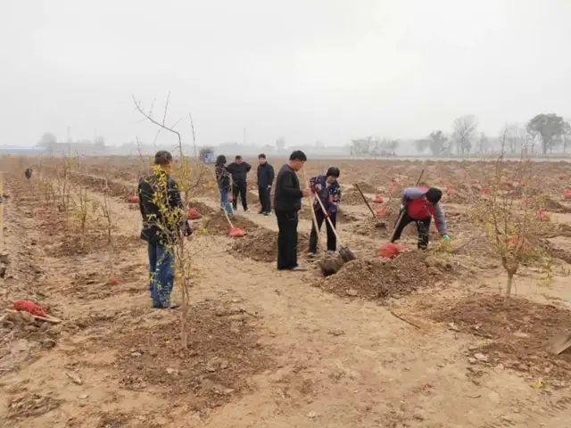 想种“网红水果”软籽石榴？掌握这四点种植技巧很重要