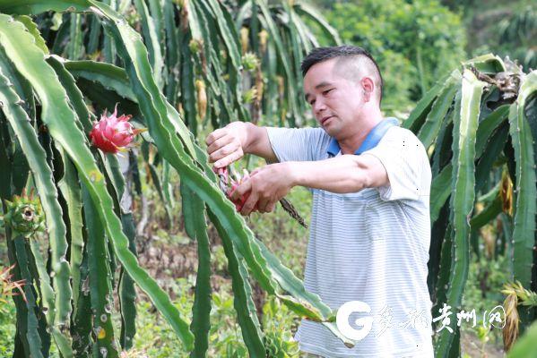 17年！罗甸火龙果种植面积达3.54万亩，年总产量达3万吨