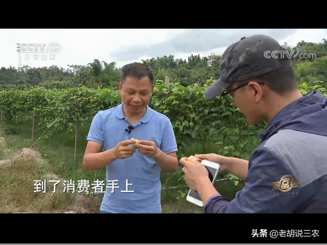 谁说种植百香果不赚钱？福建漳州庄某种植黄金百香果年赚三千万