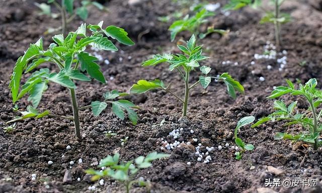 西红柿的种植方法和管理技术：老农总结的经验，一定要学