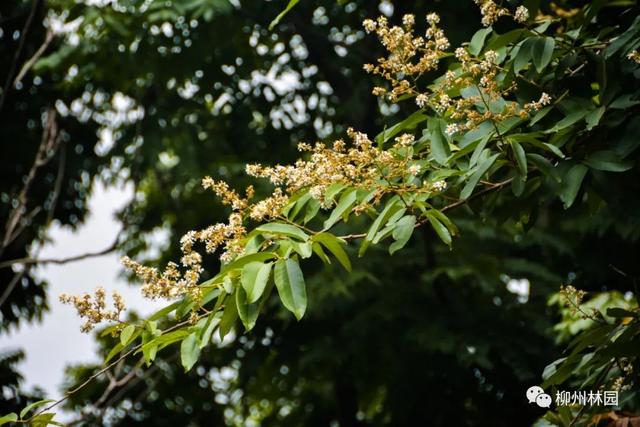 【植物科普】盛夏的园博园里，紫薇花绽放满园