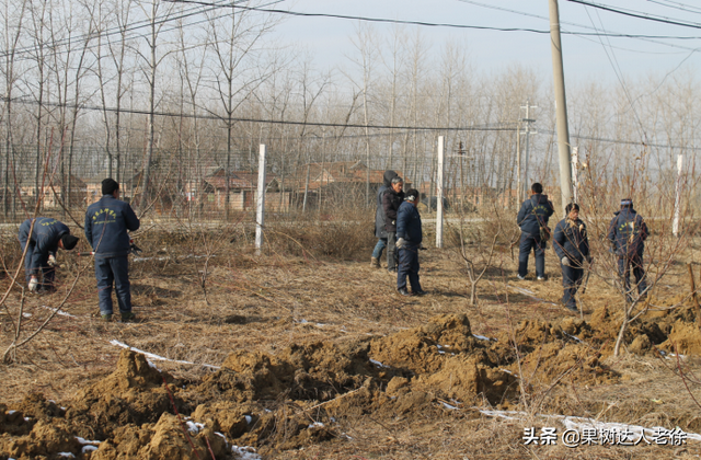 桃树栽培管理学问多，学习了解这些错，避免一错再错伤心多