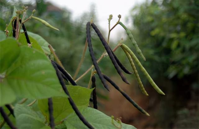 红小豆的种植技术分享