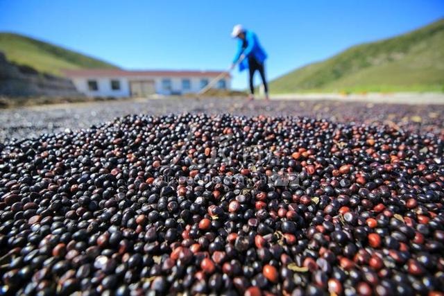 河北迁西：油用牡丹种植助力增收致富