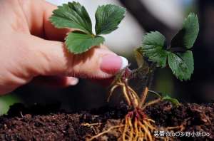 家庭草莓的种植图片(草莓苗栽种方法，家中轻松种植出美味的草莓)