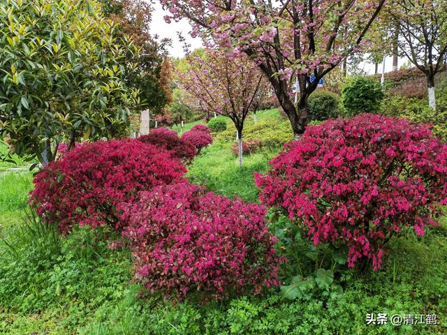 红花檵木不仅仅靠颜值“吃饭”，还靠这个功效“增值”，如何育苗