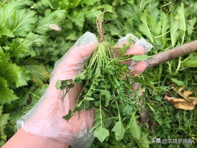 荠菜四季都能种，种植方法很简单！看完这篇文章你也能种出好荠菜