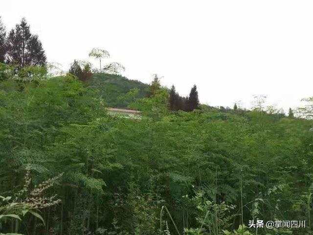 蓬安英子专合社辣木树的冬季管理开始啦！