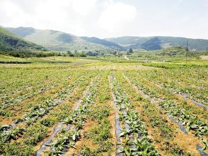 东川打造高海拔高品质中药材种植基地