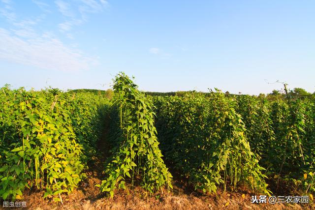 秋豆角种植时间和方法