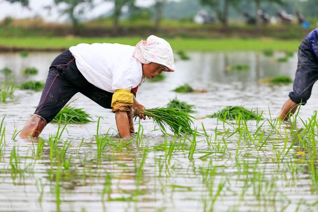 水稻的种植流程