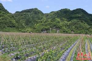 葛根种植效益(湘阿妹葛根粉：“香饽饽”走出大山，让农户脱贫致富)