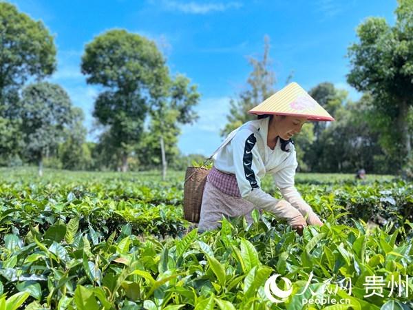 云南景谷：百年“月光白”福泽秧塔村