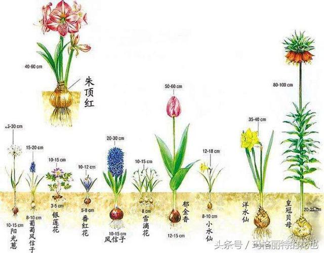 新手园丁必须看，球根购买和种植的注意事项｜园丁