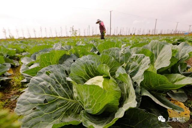 “细腰肥臀”的“稻地板”青菜正当时！上海这些商超的蔬菜都来自松江这里→