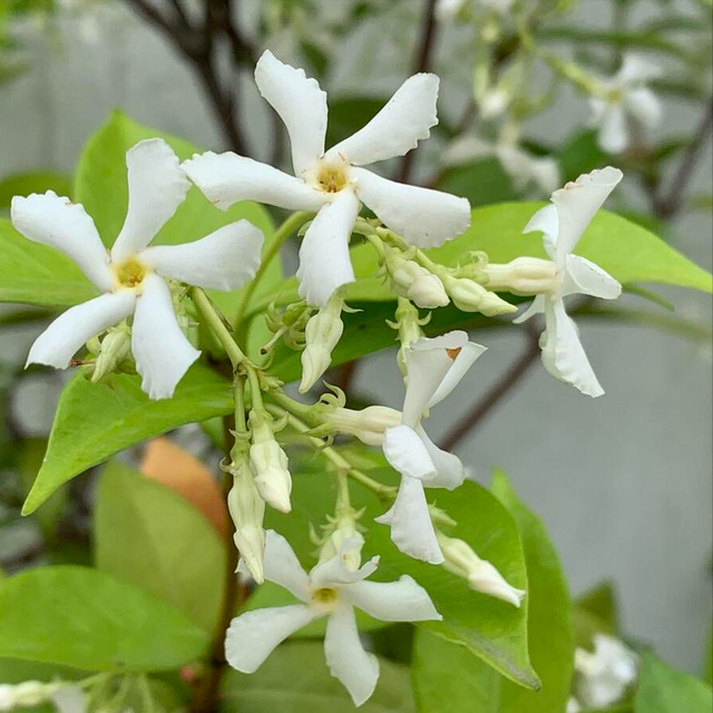 夏天天太热，这些花容易长成花窗帘，好看又遮阴