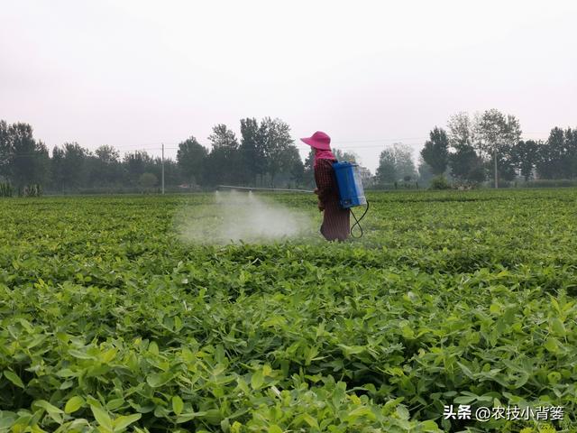 如何让花生实现增产增收？开花结荚期重点抓好4项田间管理