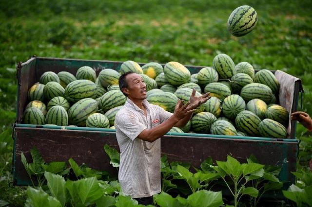 大棚种植西瓜如何高产栽培，需要掌握那些栽培技术，看完你就懂了