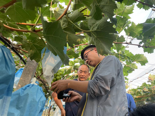 “像养孩子一样种葡萄”——河南省葡萄产业科技特派员服务团赴太康县科技服务见闻