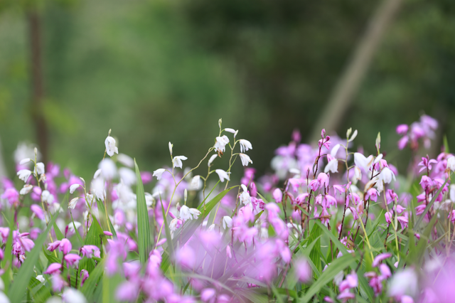 花开四川（65）丨白芨花开：春睹芳容 冬采药材