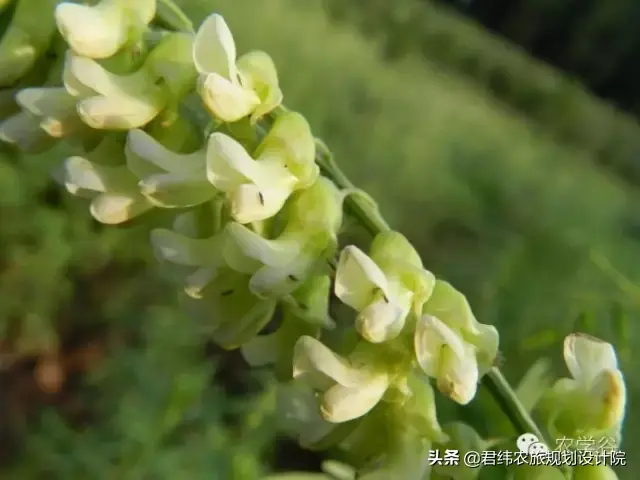 中药材产业正在崛起，你是否了解其种植前景？