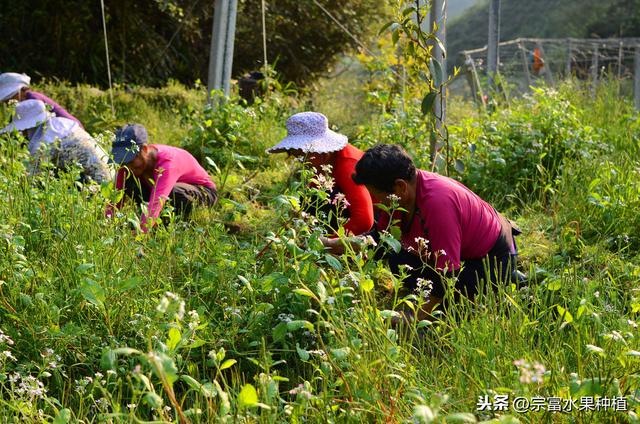 栽植杨梅树，如何才能优质丰产？掌握氮磷钾肥使用量果实要不完