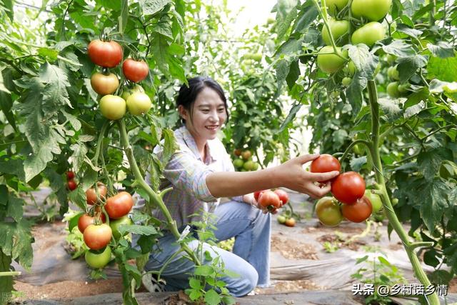 种菜福音来了，五个种植蔬菜的“民间土方法”，增产防病样样行