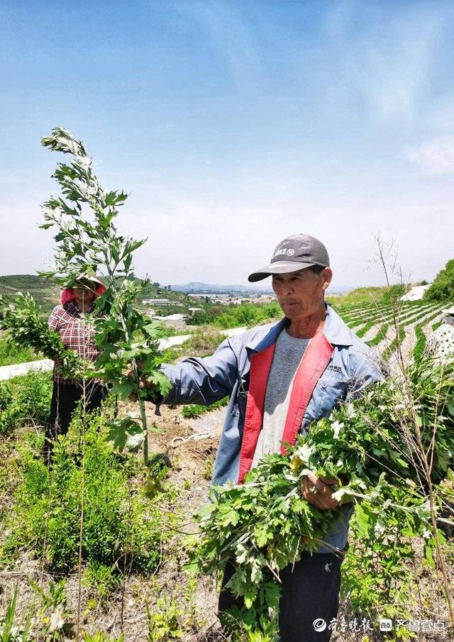 蹲点报告丨济南钢城棋山村民的艾草致富路