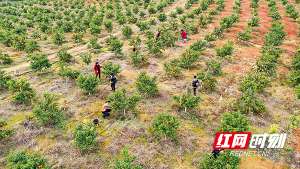 附近水果种植基地(新春走基层丨湖南新田：沃柑喜获丰收)