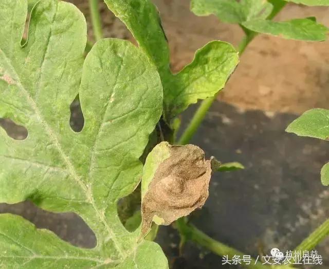 西瓜全程种植技术方案