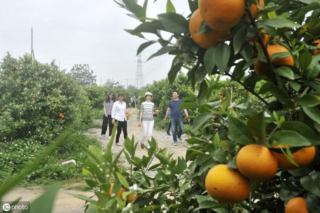 今年沃柑收益怎么样？7月份水肥、枝梢管理很关键！重点在这里