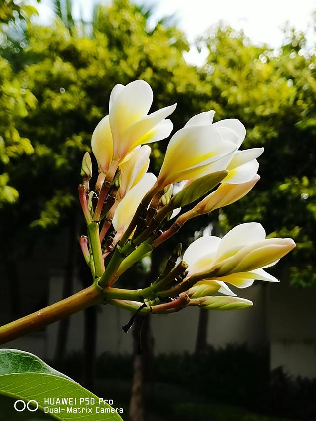 一枝独秀，美艳治愈的花朵绽放—鸡蛋花