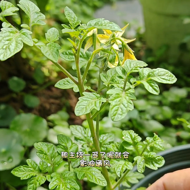 做好这2点，在家也能种出有机蔬菜#种菜我是认真的