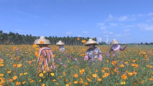 琼海市：龙寿洋花海新“花样”百花齐放迎“六一”