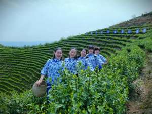 茶树苗的种植(湖南农担支持湖南腾森农业公司在宁远种植茶叶产业兴村工作纪实)