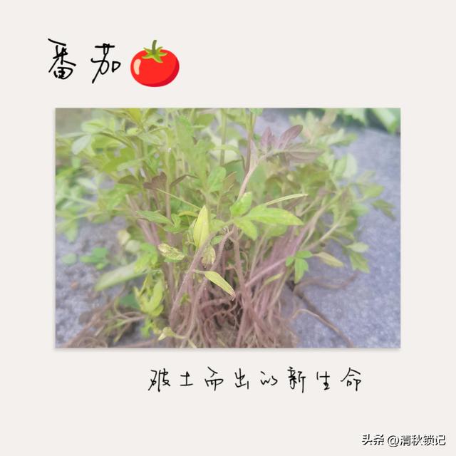 在拔除中感受生命的顽强，在播种中感受生命的鲜活