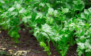 秋天芹菜种植(芹菜种植时间，种植方法介绍)