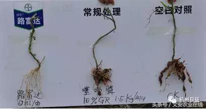 西瓜全程种植技术方案