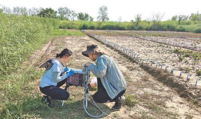 昔日不毛地  如今米粮仓（美丽中国·关注盐碱地治理⑦）