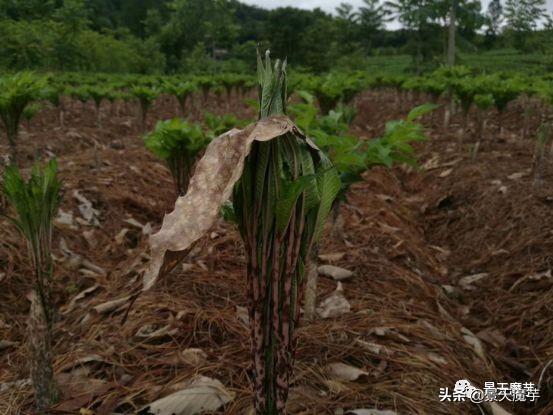 魔芋出苗以后除草、追肥、预防病害须知