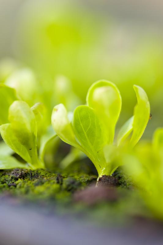 小菜园日记，莴笋的种植时间和种植方法