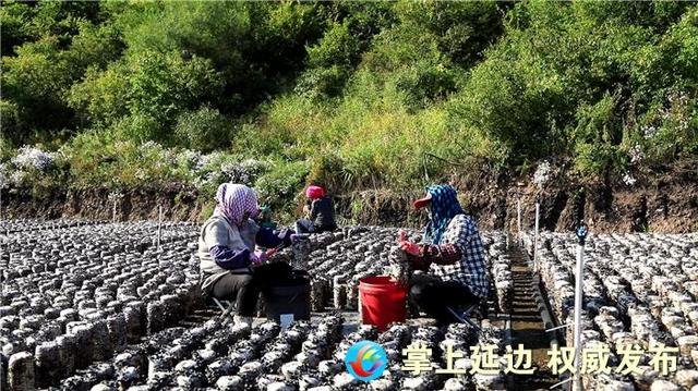 小作物大能量 延边走出特色富民路