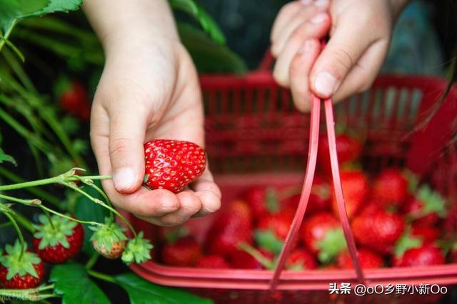 草莓苗栽种方法，家中轻松种植出美味的草莓