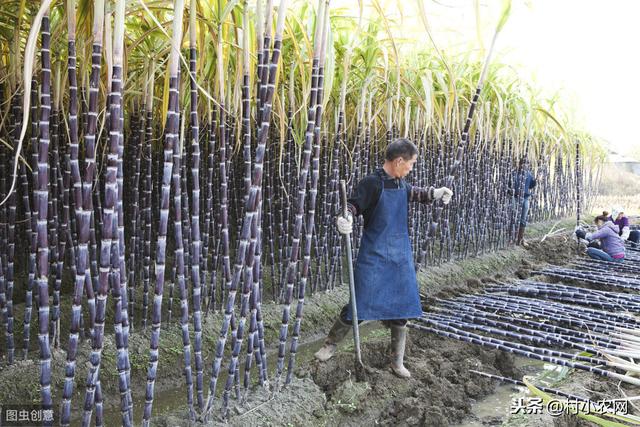 甘蔗是秋冬很受欢迎的水果，农村种的人很多，2020年种还赚钱呢？