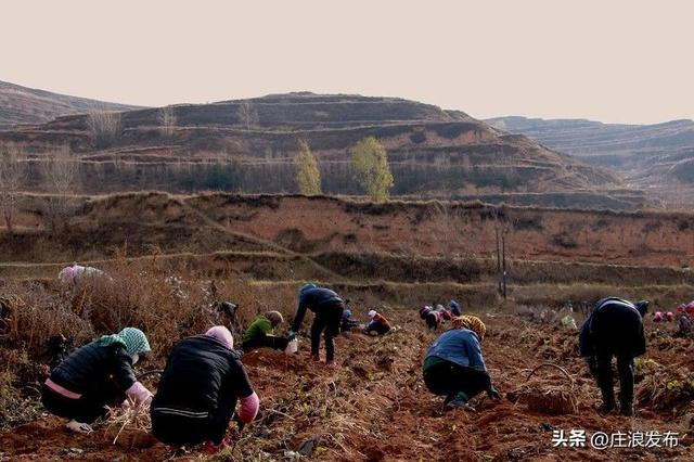 庄浪：冬日药材收获忙 款冬花变成群众的“致富花”