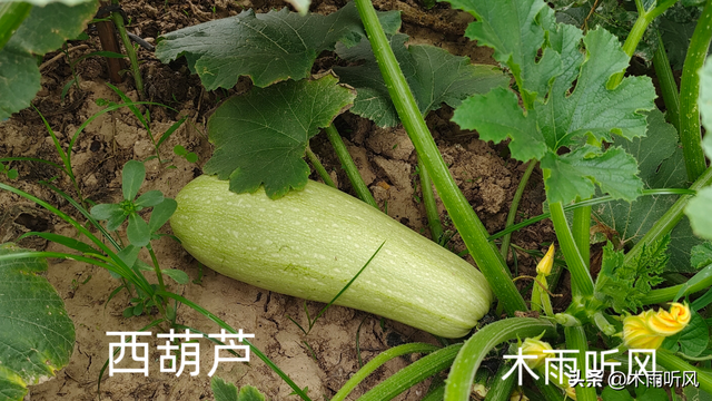 西葫芦种植技术与管理方法是什么样的？怎样种植西葫芦更高产？