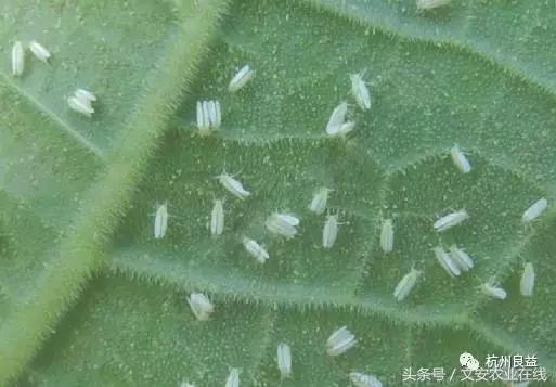 西瓜全程种植技术方案