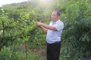 种植青脆李赚钱吗(从水果经纪人到种植能手 二十年坚守只为一颗青脆李)